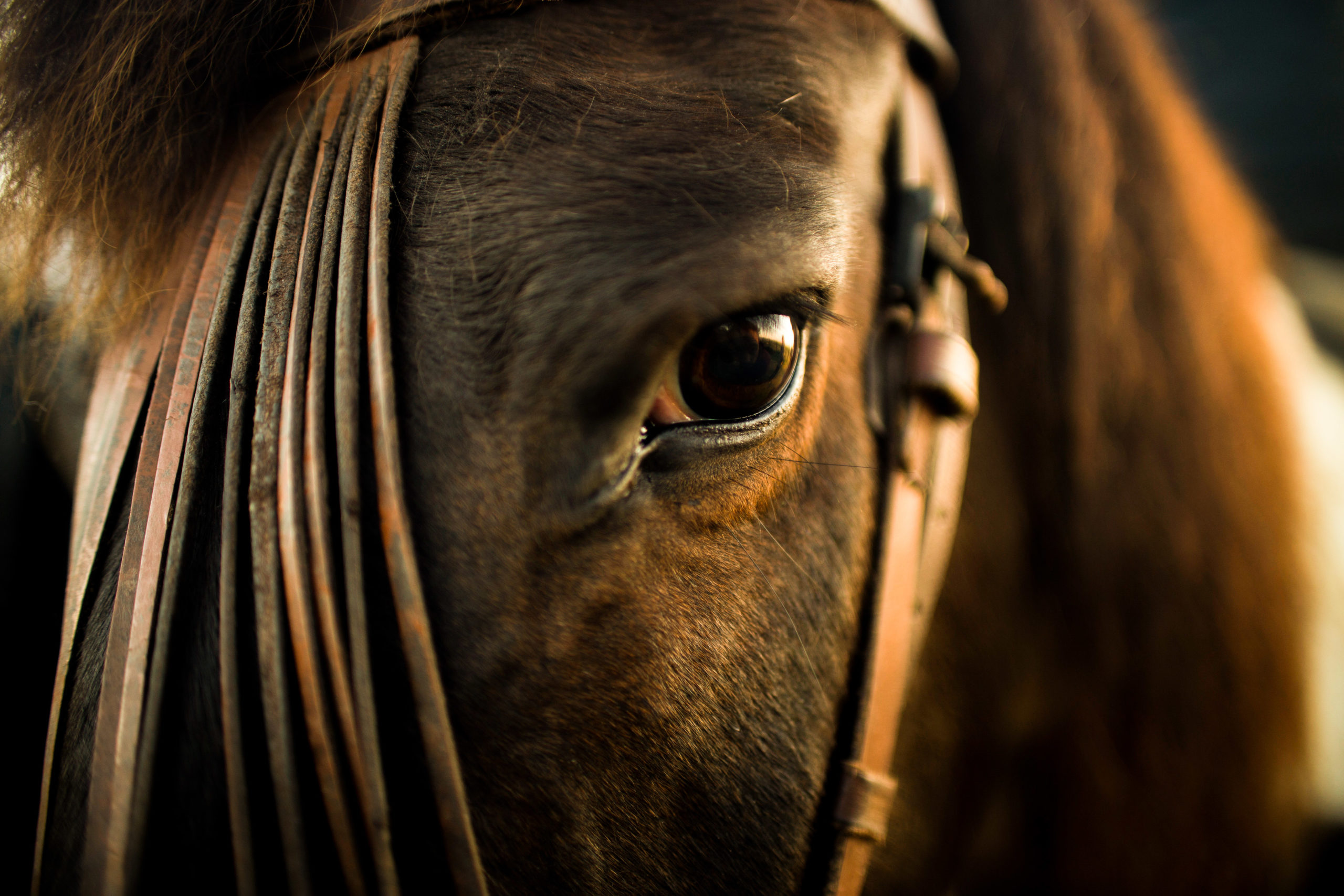 Ветеринарное тейпирование лошадей